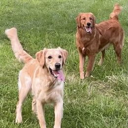 Golden Retrievers from Kyber Kennels