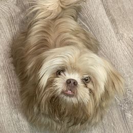 Katsu - Shih Tzu
