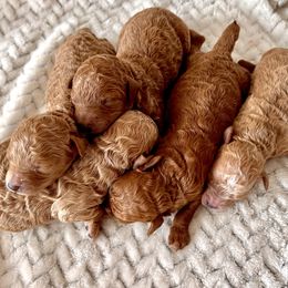 Dachshunds, Miniature Australian Shepherds, and Poodles from Happy Puppy Paws
