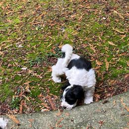 Jasper - Parti male Miniature Schnauzer puppy in Port Orchard, Washington from Silver Bells Miniature Schnauzers