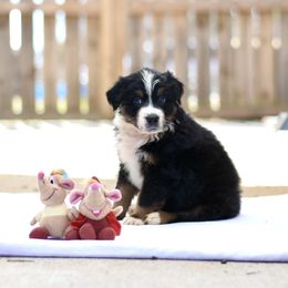 Australian Shepherd Puppies from Fairytail Aussies