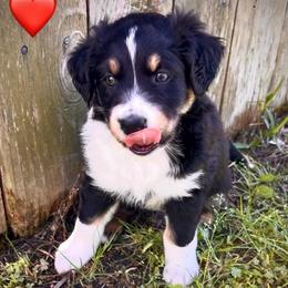 Lance - Black tri-color male Australian Shepherd puppy in Cypress, Texas from Cypress Aussies