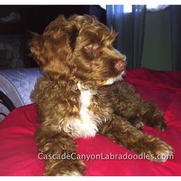 Australian Labradoodle Puppies from Cascade Canyon Labradoodles