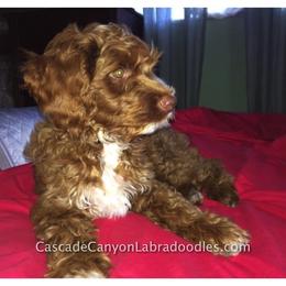 Australian Labradoodle Puppies from Cascade Canyon Labradoodles