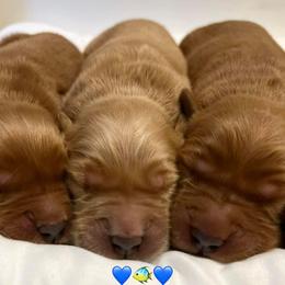 Golden Retriever Puppies from Golden Bunns Retrievers
