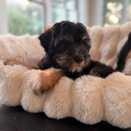 Paddington - Fawn and white male Sheepadoodle puppy in North Royalton, Ohio from Johnson's Doodles