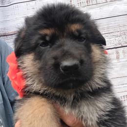 Orange - Black and tan male German Shepherd puppy in Gustavus, Ohio from Cross Kreek Kennels