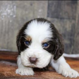 Abraham - Liver white and tan male English Springer Spaniel puppy in Winchester, Kentucky from Hidden Springs Farm
