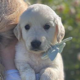 Mr. Light Blue - Light golden male Golden Retriever puppy in Nampa, Idaho from Farmhouse Goldens