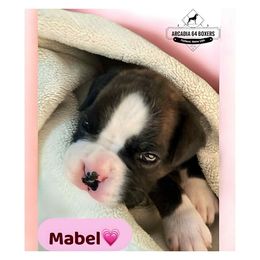 Mabel, formerly Allison - Brindle female Boxer puppy in Portland, Maine from Gail's Boxers