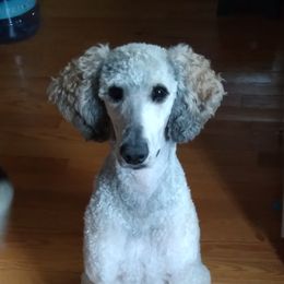 Libby - Poodle