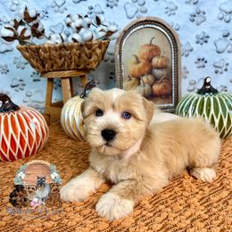 Crumble - Wheaten male Miniature Schnauzer puppy in Meridianville, Alabama from Dixie Pearl Schnauzers