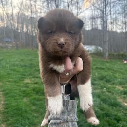Green - Red and white male Siberian Husky puppy in Jonesborough, Tennessee from Dry Creek Siberians