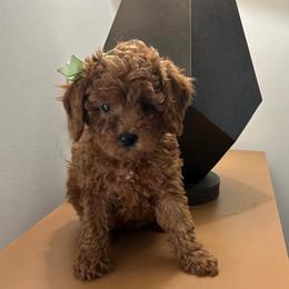 Leslie - Red  female Poodle puppy in Mint Hill, North Carolina from DoodleForever