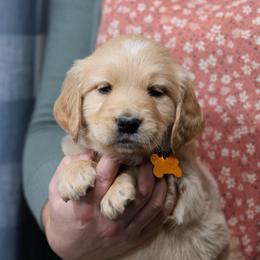 Duke - Golden male Golden Retriever puppy in Payette, Idaho from Stonewick Retrievers