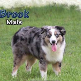Brooke - Miniature Australian Shepherd