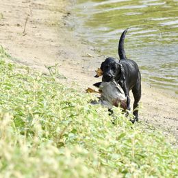 Labrador Retriever Puppies from Bristol Bay Labradors