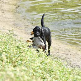 Labrador Retriever Puppies from Bristol Bay Labradors