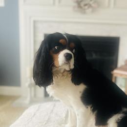 Spiffy - Cavalier King Charles Spaniel