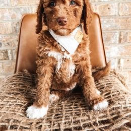 Goldendoodle Puppies from The Doting Doodle