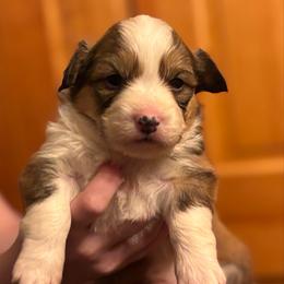Lily bean - Sable female Pembroke Welsh Corgi puppy in Ghent, New York from Trowbridge Corgis