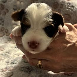 Biewer Terrier Puppies from Moonshadow Biewer Terriers