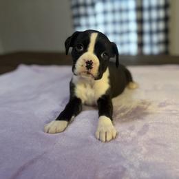 Girl 1 - Brindle female Boxer puppy in Prestonsburg, Kentucky from Bre’s Boxers