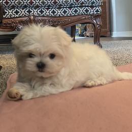 Maltese and Maltipoo Puppies from PrissyPawz