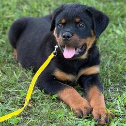 Yellow Collar - Black and mahogany male Rottweiler puppy in Industry, Illinois from KDKs Kennels