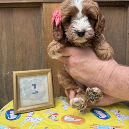 Cavapoo and Cockapoo Puppies from WoodHaven Pups MN