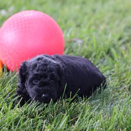 Piper - Black male Whoodle puppy in West Bend, Iowa from Blue Skies Terriers