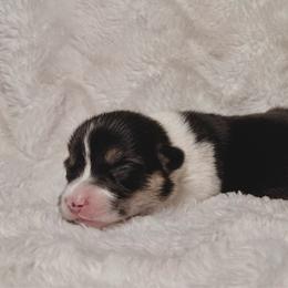 Coraline - Black and tan female Pembroke Welsh Corgi puppy in Northwood, Iowa from Sorrel Sands Corgis