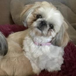 Shih Tzus from Schiermeister Hof Kennels