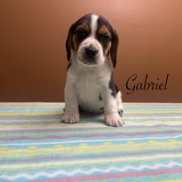 Gabriel - Black white and tan male Beagle puppy in St. Cloud, Minnesota from Beagle Blessings