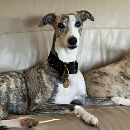 Ivy - Whippet