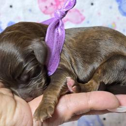 Hershey - Sable female Bernedoodle puppy in Austin, Texas from Austin Doodles & Poodles