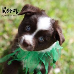 Australian Shepherd, Miniature American Shepherd, Miniature Australian Shepherd, and Toy Australian Shepherd Puppies from TK Standard, Mini, & Toy Aussies