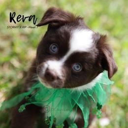 Australian Shepherd, Miniature American Shepherd, Miniature Australian Shepherd, and Toy Australian Shepherd Puppies from TK Standard, Mini, & Toy Aussies