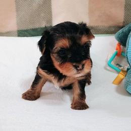 Sirius (1) - Black and tan male Yorkshire Terrier puppy in New Holland, Pennsylvania from Ellie's Cute as a Button Yorkies