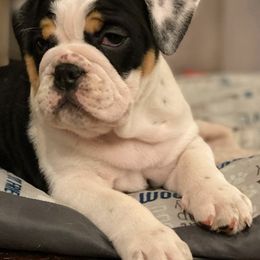 Bulldogs from Classic City Bulldogs