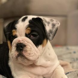 Bulldogs from Classic City Bulldogs