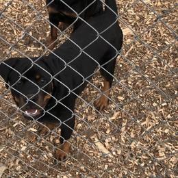 Blue Collar - Black and mahogany male Rottweiler puppy in Hermitage, Tennessee from Morris Rottweilers