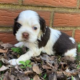 Daisy - Brown and white female Cocker Spaniel puppy in Gadsden, Alabama from Rich Cat’s