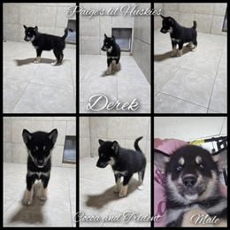 Derek - Black tan and white male Siberian Husky puppy in Bloomfield, Indiana from Paiges lil huskies