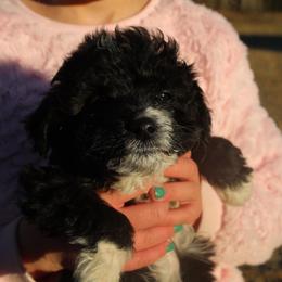 Kate - Black and white female Aussiedoodle puppy in Four Oaks, North Carolina from RoseWest Farms