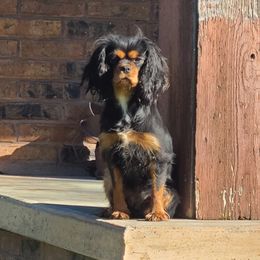 Olive - Cavalier King Charles Spaniel