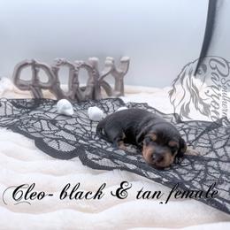 Cleo - Black and tan female Dachshund puppy in Prairieville, Louisiana from Southern Barron Danes & Dachshunds