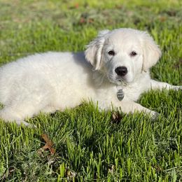 Golden Retriever Puppies from Fiddle In Gold Retrievers