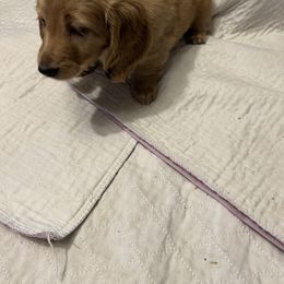 Nova - Red male Dachshund puppy in Arp, Texas from Barksalot Dachshunds