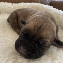 Blossum - Fawn female Cane Corso puppy in San Isidro, Texas from MTZCC Ranch, LLC